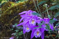 Pleione praecox